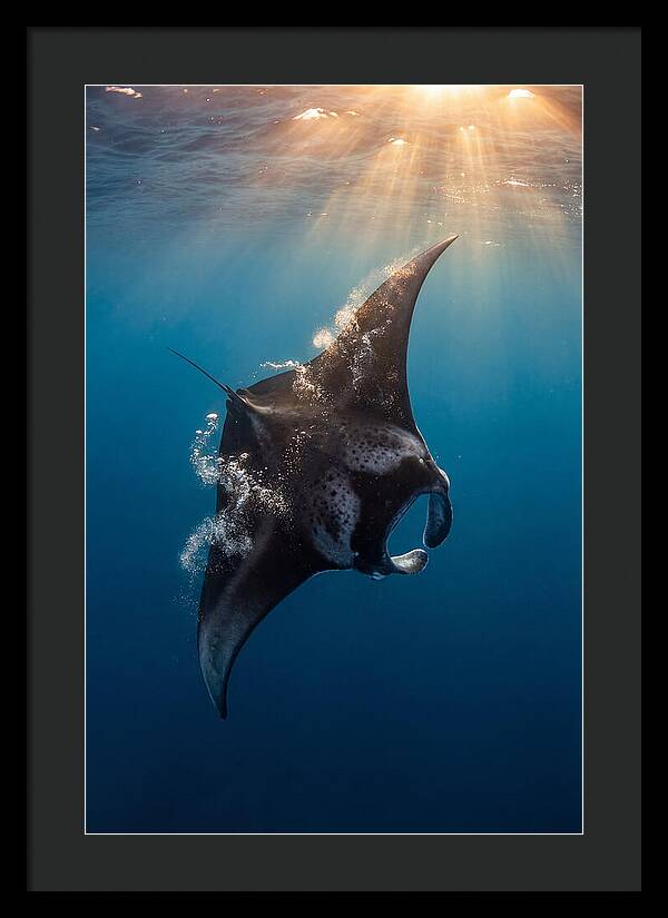 Manta Ray Barrel Rolling