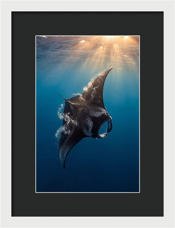 Manta Ray Barrel Rolling