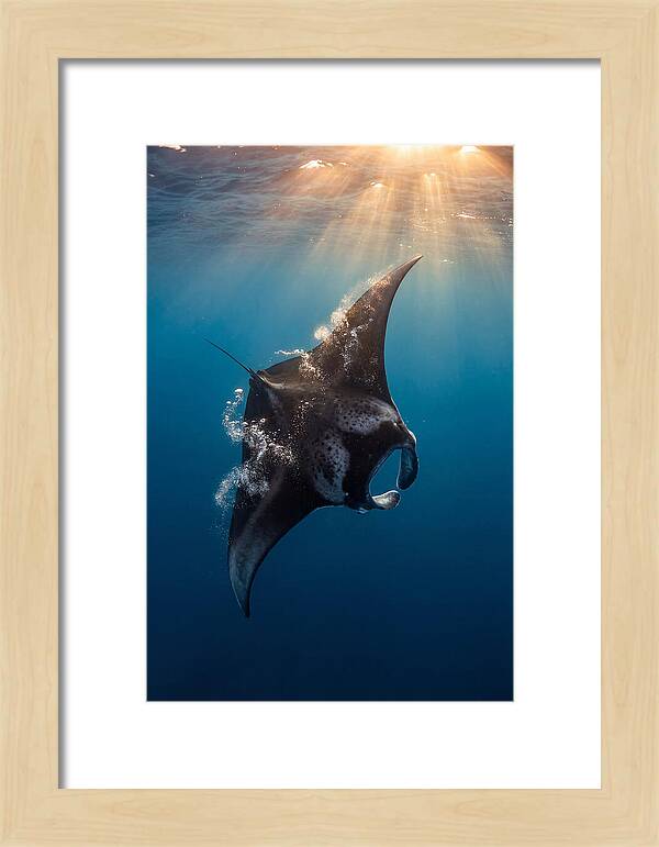 Manta Ray Barrel Rolling