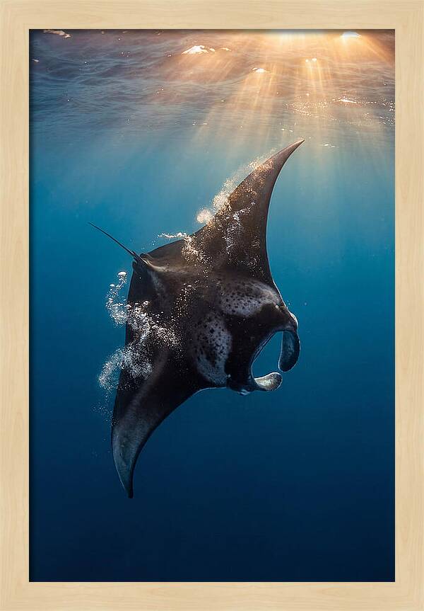 Manta Ray Barrel Rolling