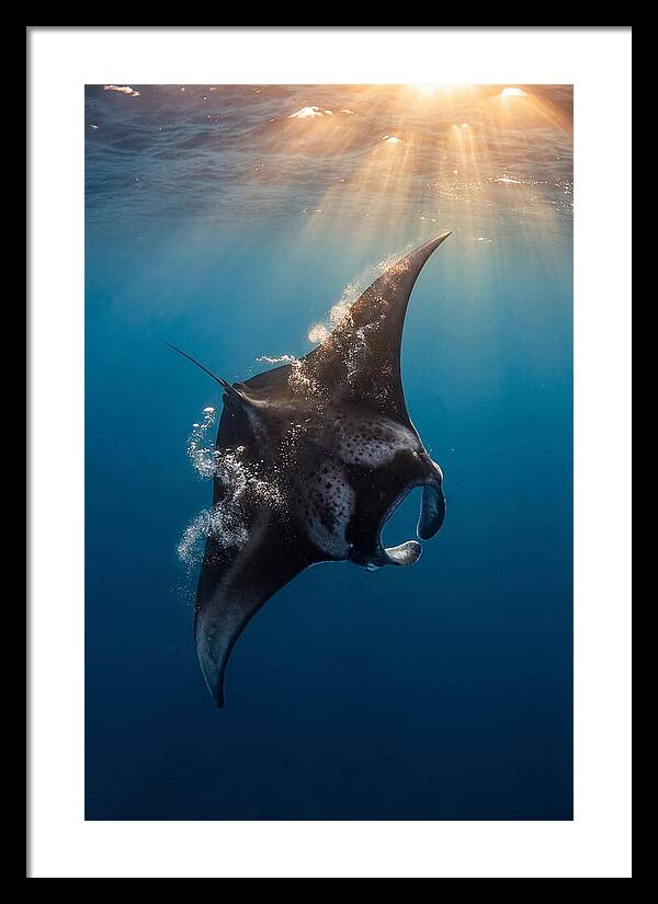 Manta Ray Barrel Rolling