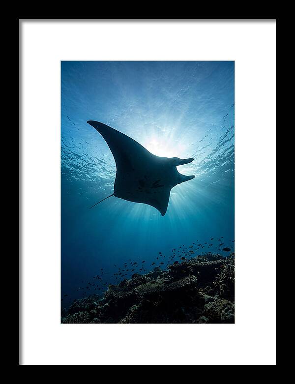 Manta Ray Dance