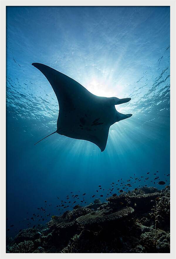 Manta Ray Dance