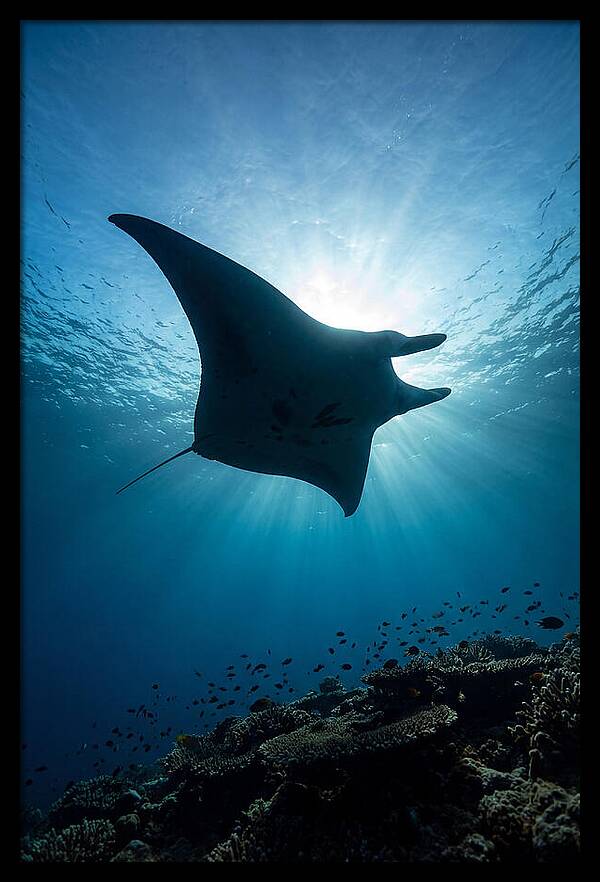 Manta Ray Dance