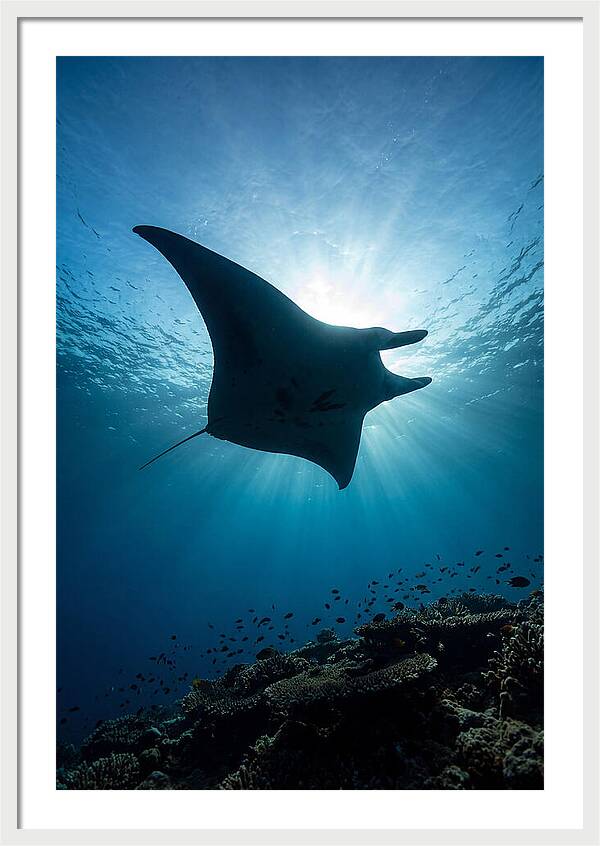 Manta Ray Dance