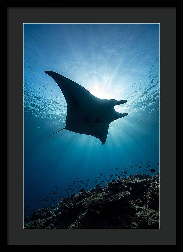 Manta Ray Dance