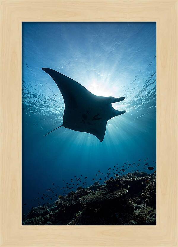 Manta Ray Dance