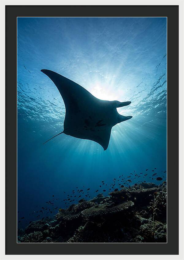 Manta Ray Dance