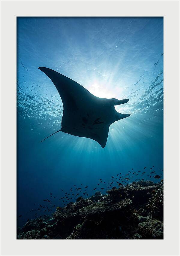 Manta Ray Dance