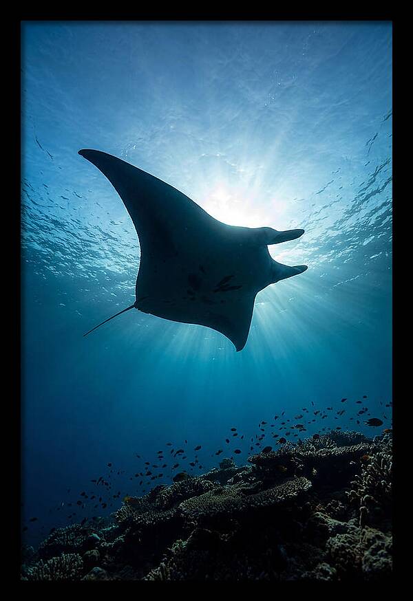Manta Ray Dance