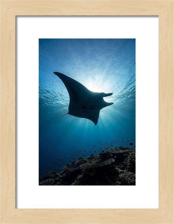 Manta Ray Dance