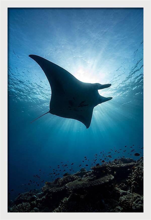 Manta Ray Dance