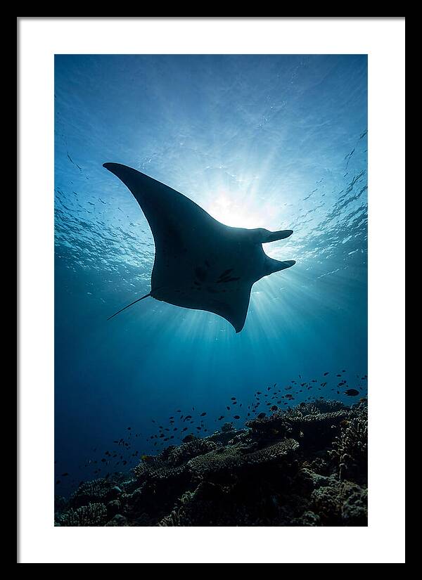Manta Ray Dance