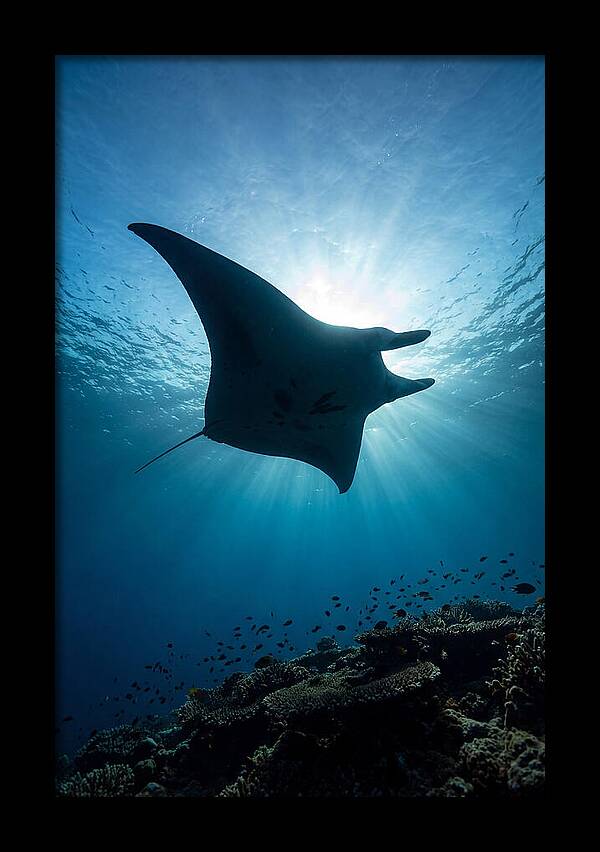 Manta Ray Dance