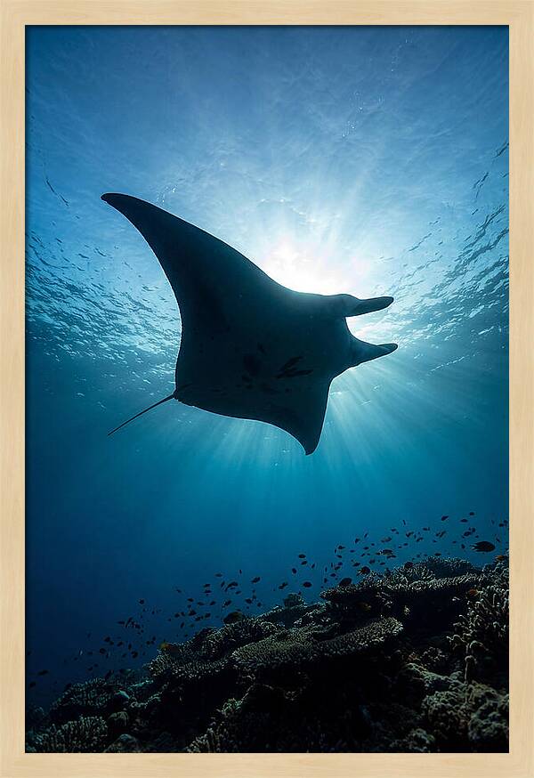 Manta Ray Dance