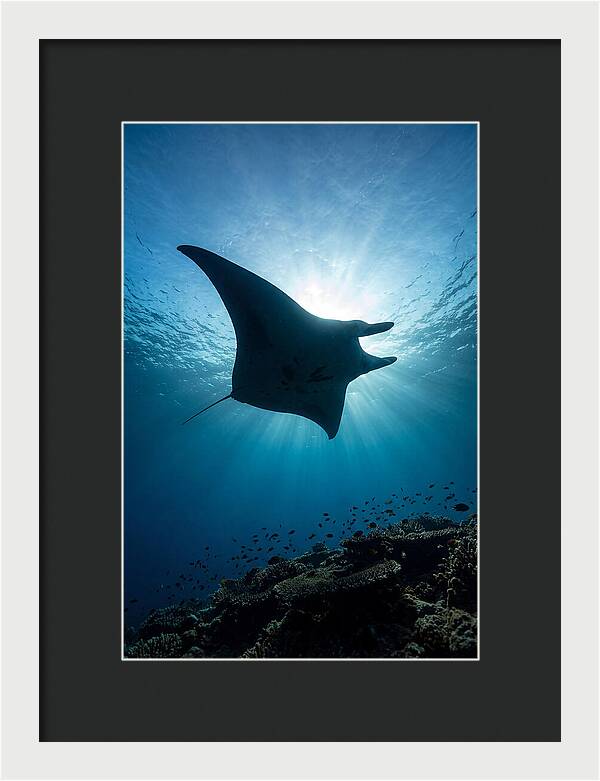 Manta Ray Dance