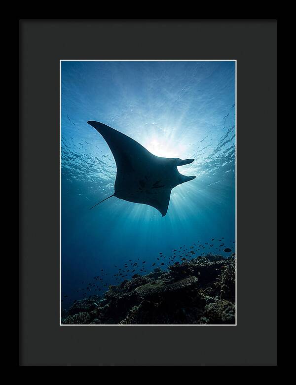 Manta Ray Dance