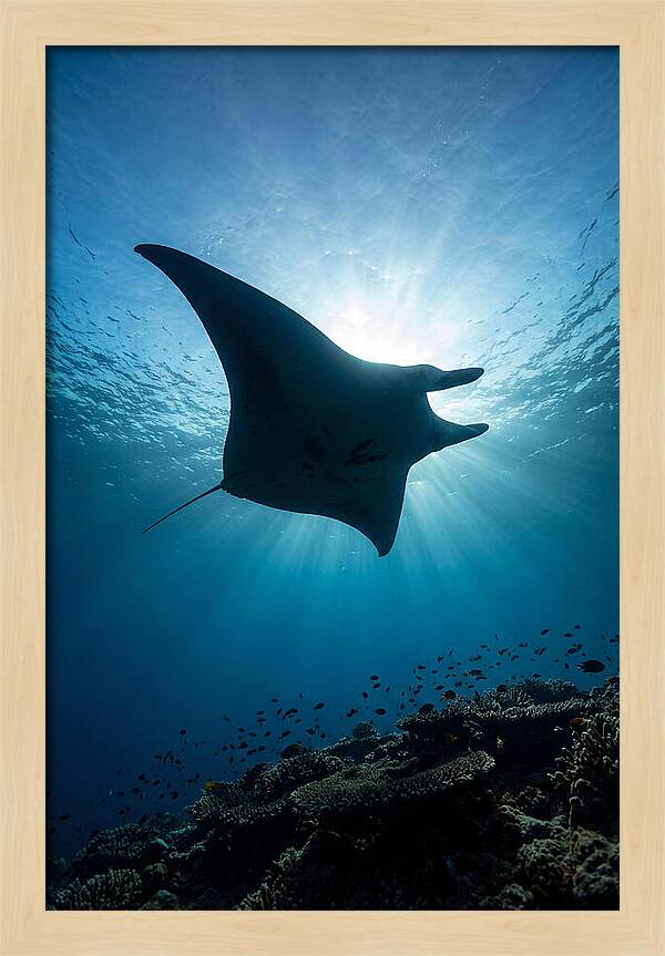 Manta Ray Dance