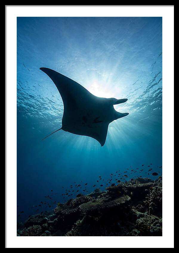 Manta Ray Dance