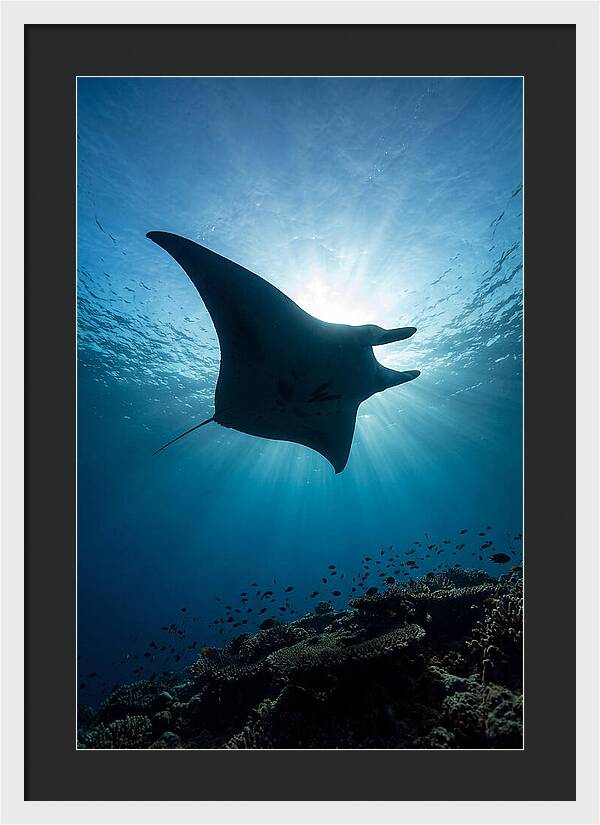 Manta Ray Dance