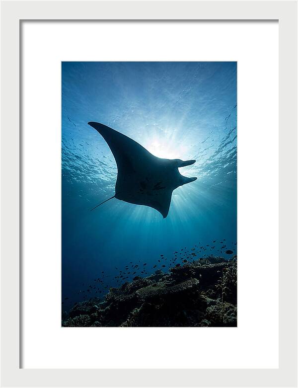 Manta Ray Dance