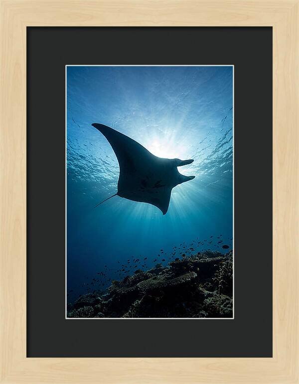 Manta Ray Dance