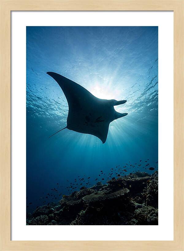 Manta Ray Dance