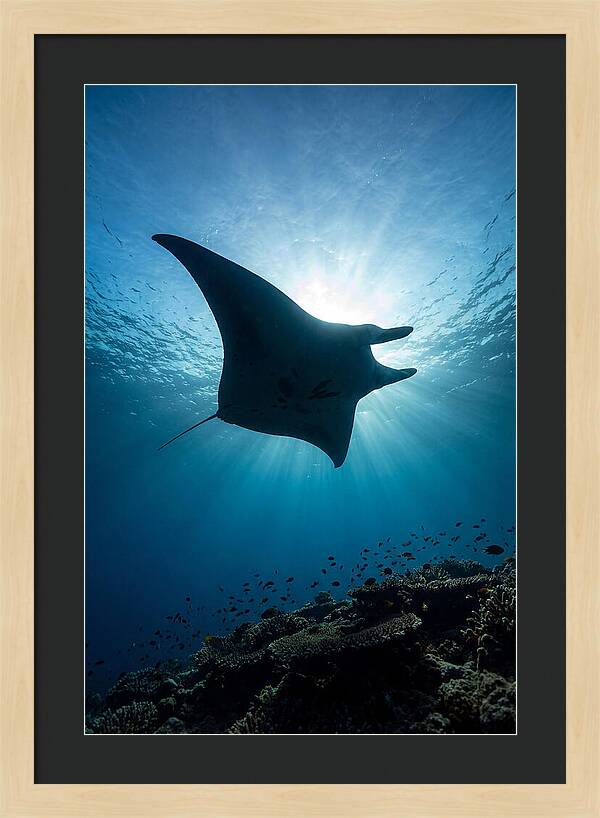 Manta Ray Dance