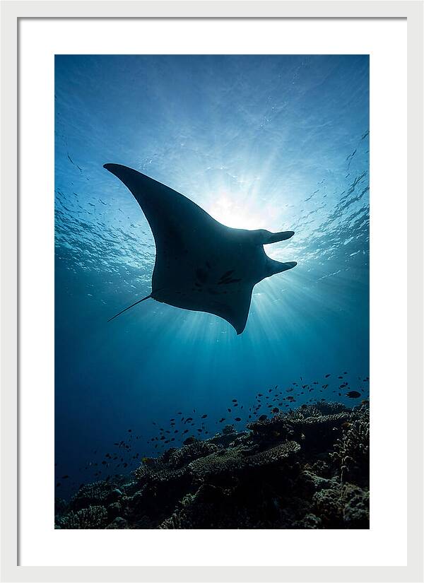 Manta Ray Dance