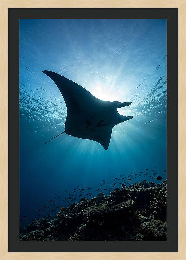 Manta Ray Dance