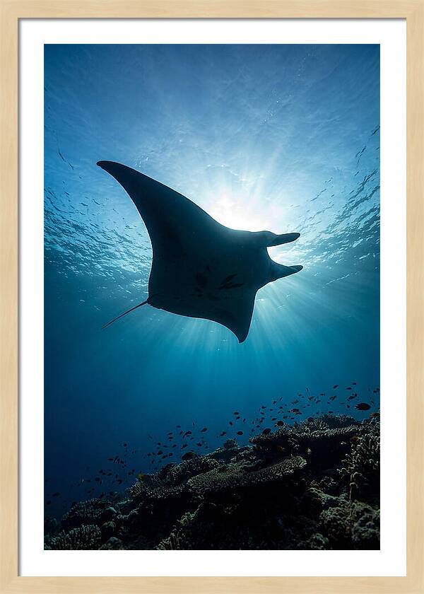 Manta Ray Dance