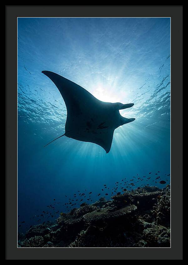 Manta Ray Dance