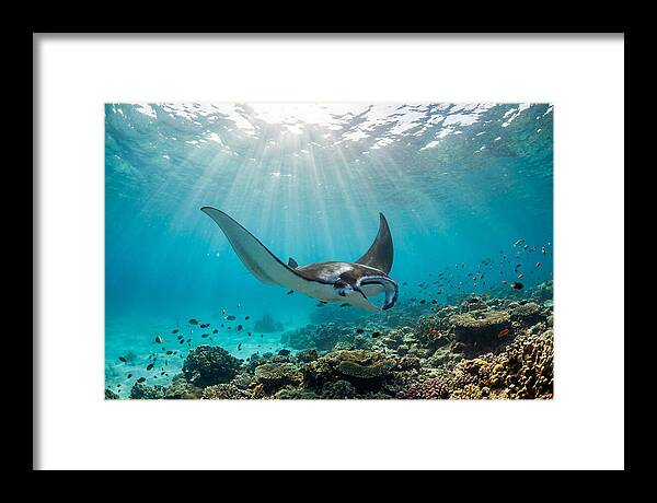 Manta Ray Dance In Waves