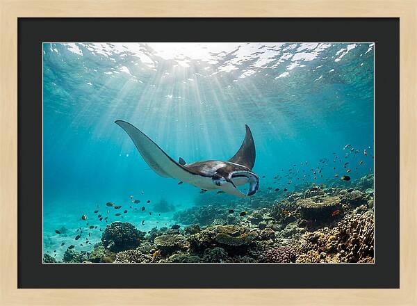Manta Ray Dance In Waves
