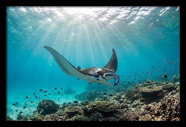 Manta Ray Dance In Waves