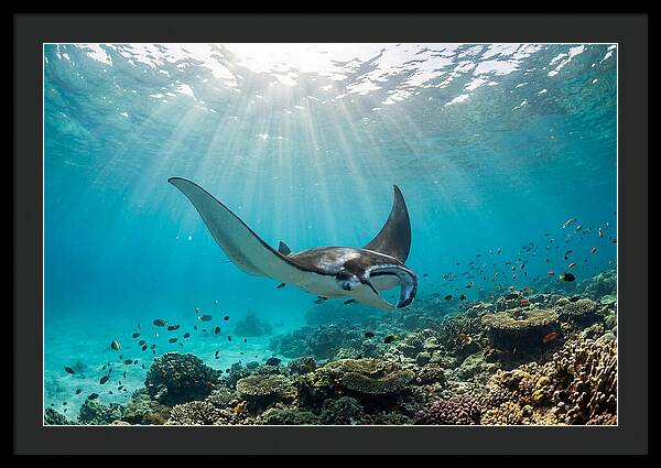 Manta Ray Dance In Waves