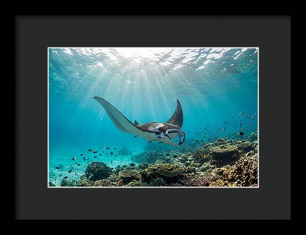 Manta Ray Dance In Waves
