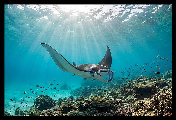 Manta Ray Dance In Waves