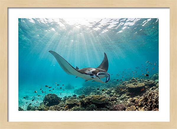 Manta Ray Dance In Waves