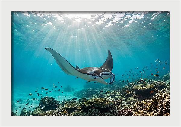 Manta Ray Dance In Waves