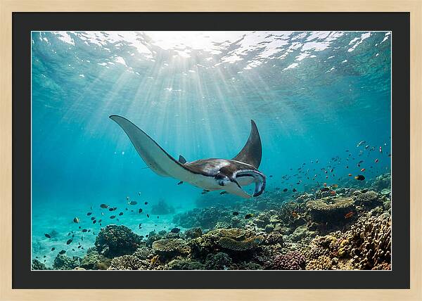 Manta Ray Dance In Waves