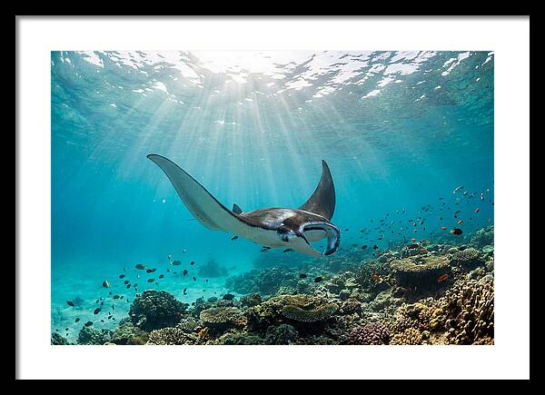 Manta Ray Dance In Waves