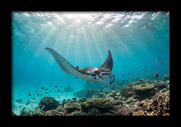 Manta Ray Dance In Waves