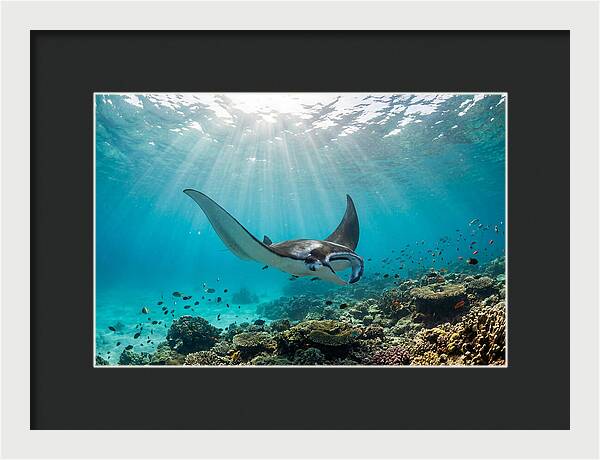 Manta Ray Dance In Waves