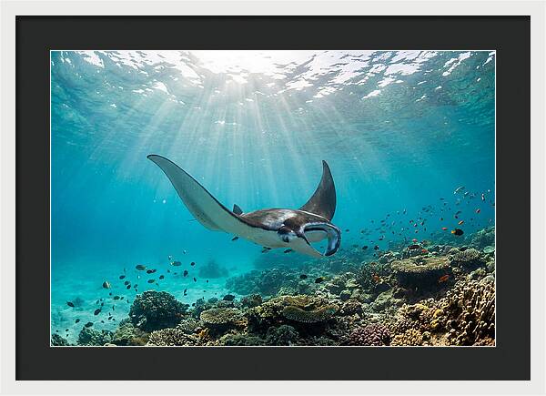 Manta Ray Dance In Waves