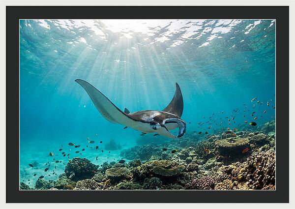 Manta Ray Dance In Waves
