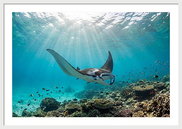 Manta Ray Dance In Waves