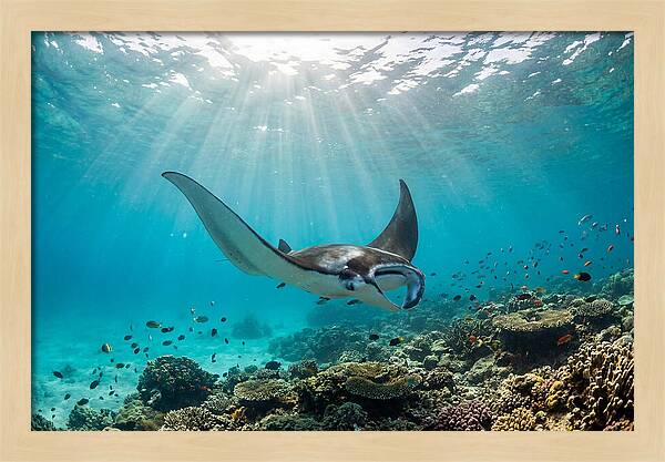 Manta Ray Dance In Waves