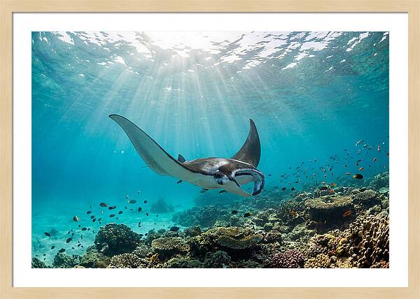 Manta Ray Dance In Waves