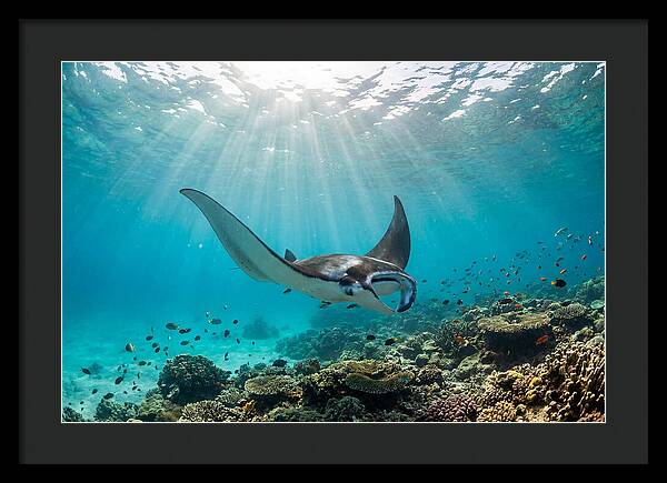 Manta Ray Dance In Waves